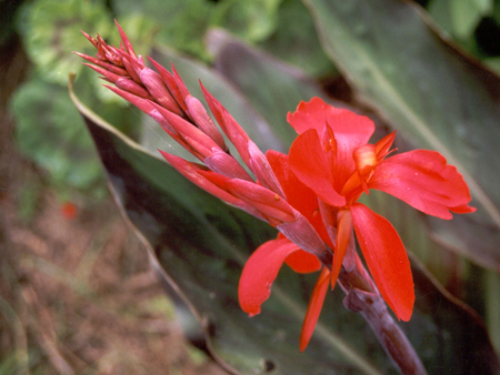 Red Canna in Flower